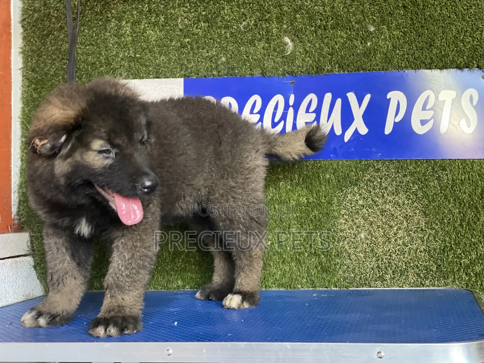 1-3 months Female Purebred Caucasian Shepherd