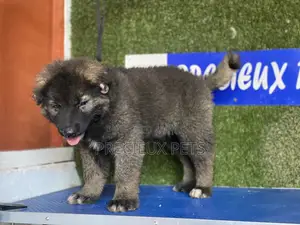 1-3 months Female Purebred Caucasian Shepherd