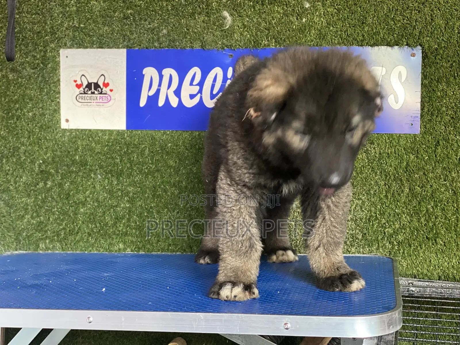 1-3 months Female Purebred Caucasian Shepherd