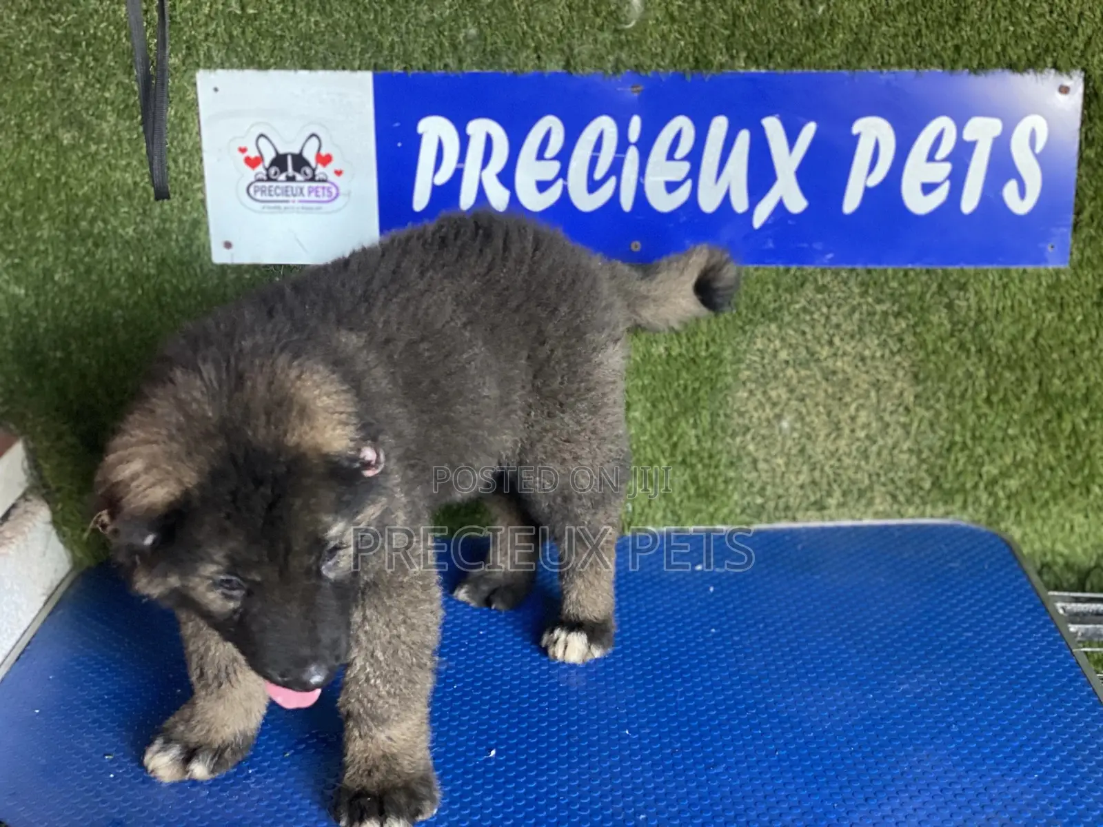 1-3 months Female Purebred Caucasian Shepherd