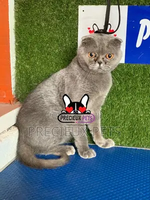 6-12 months Male Purebred Scottish Fold