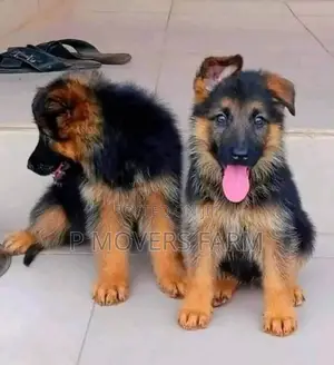1-3 months Male Mixed Breed German Shepherd