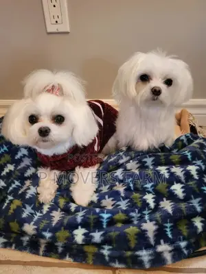1-3 months Male Purebred Maltese