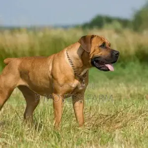 1-3 months Male Purebred Boerboel