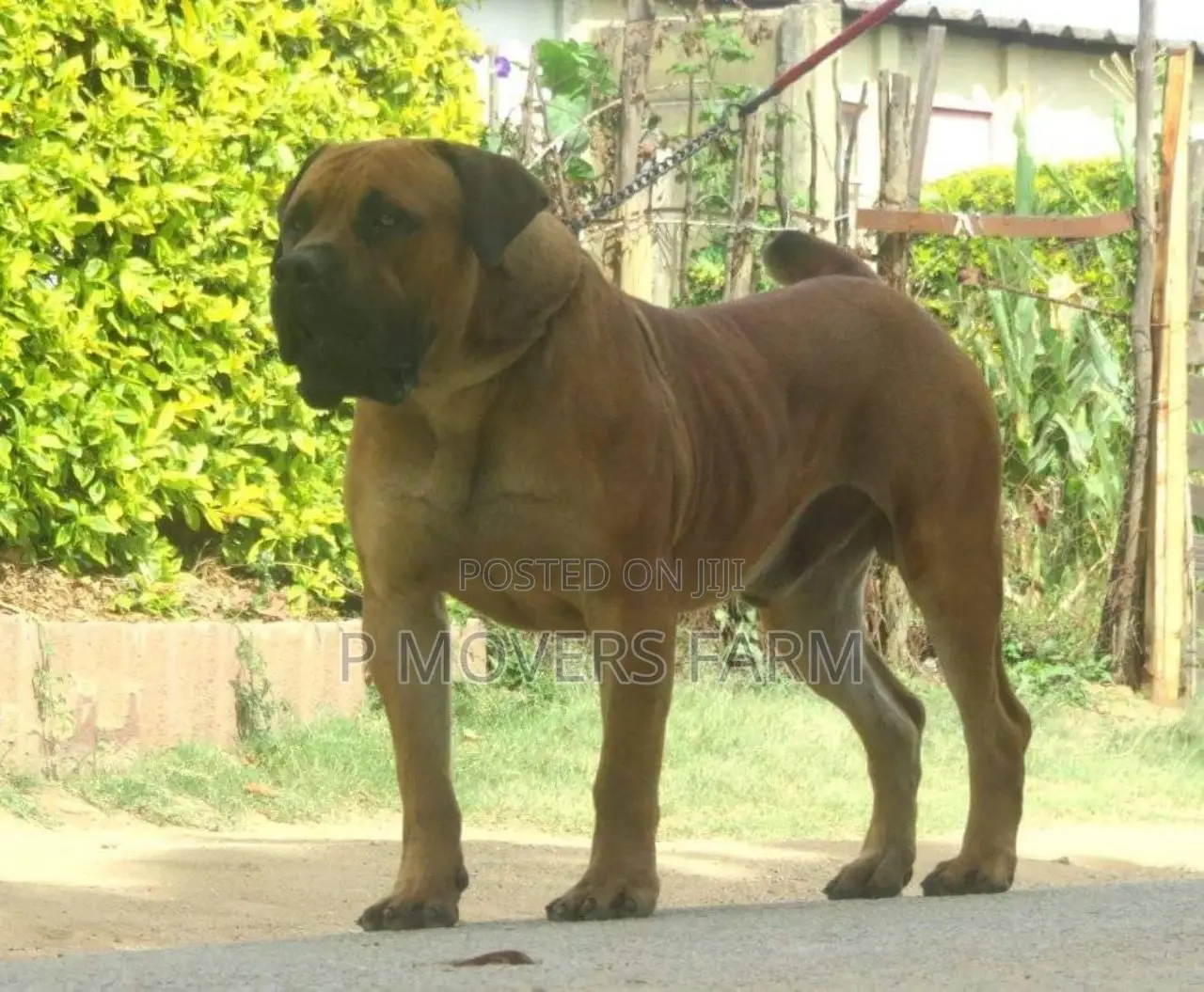 1-3 months Male Purebred Boerboel