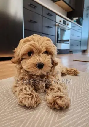 1-3 months Female Purebred Lhasa Apso