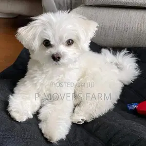 1-3 months Female Purebred Poodle