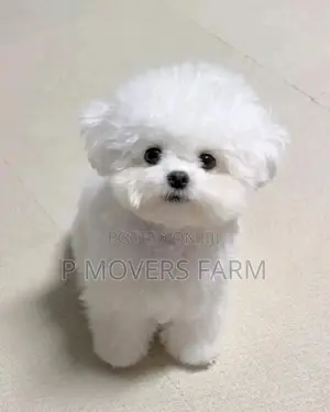 1-3 months Female Purebred Maltese