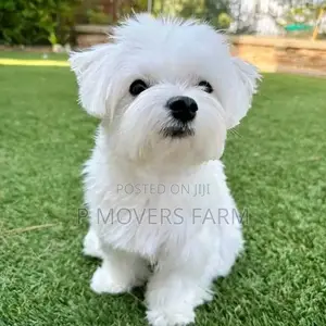 1-3 months Female Purebred Poodle