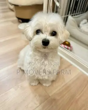 1-3 months Male Purebred Maltese