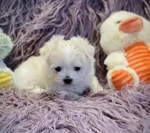 1-3 months Male Purebred Maltese
