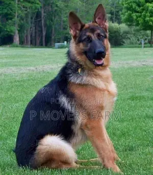 1-3 months Male Purebred German Shepherd