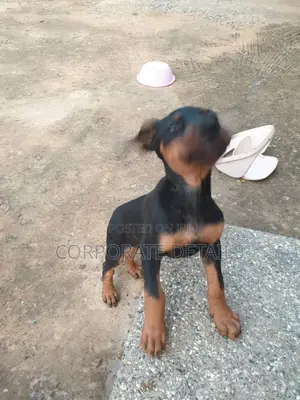 1-3 months Male Purebred Doberman Pinscher