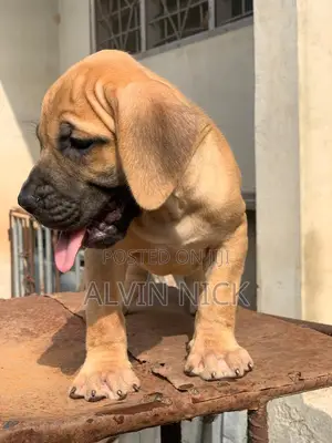 1-3 months Male Purebred Boerboel