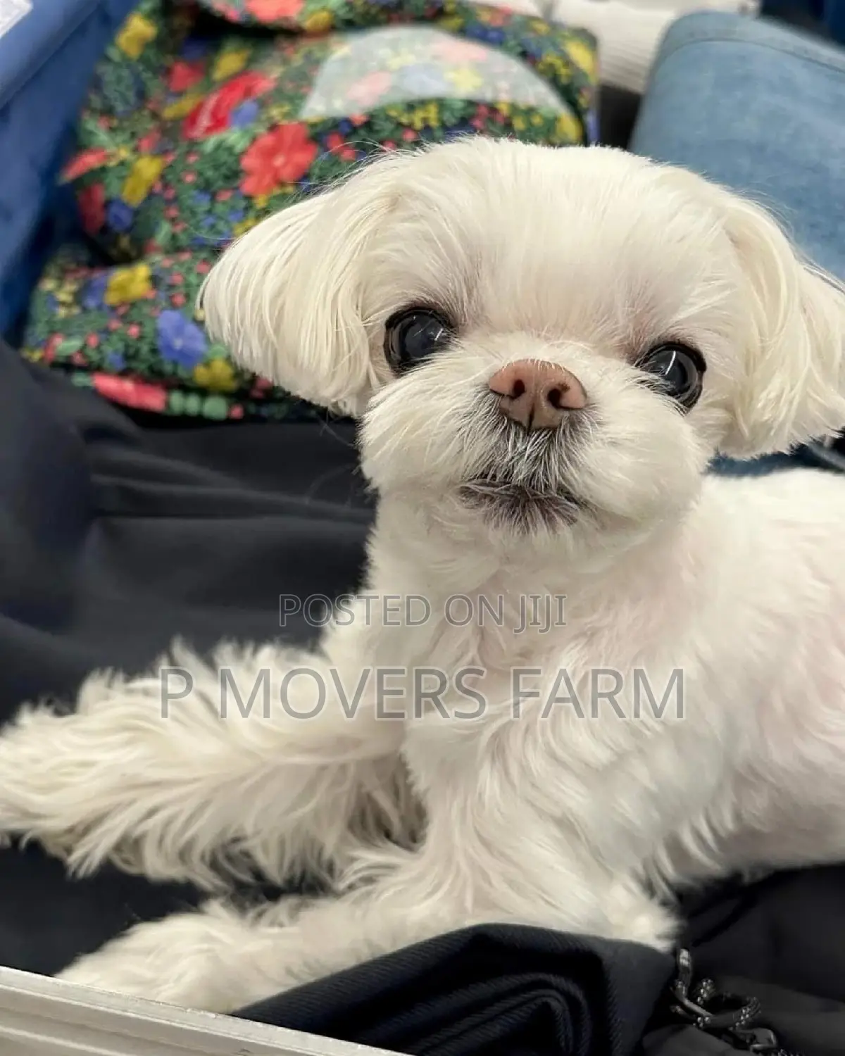 1-3 months Male Purebred Maltese
