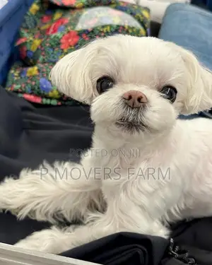 1-3 months Male Purebred Maltese
