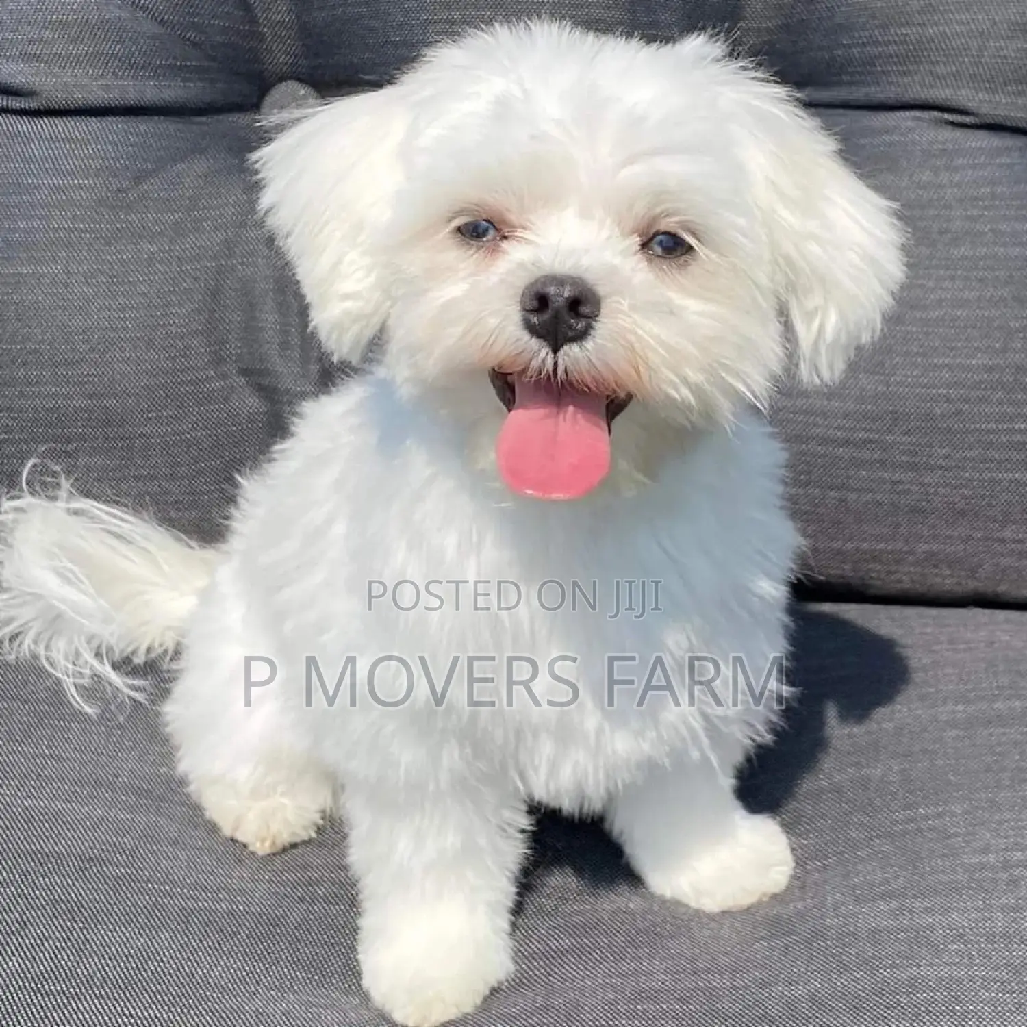 1-3 months Male Purebred Maltese