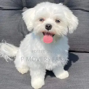 1-3 months Male Purebred Maltese