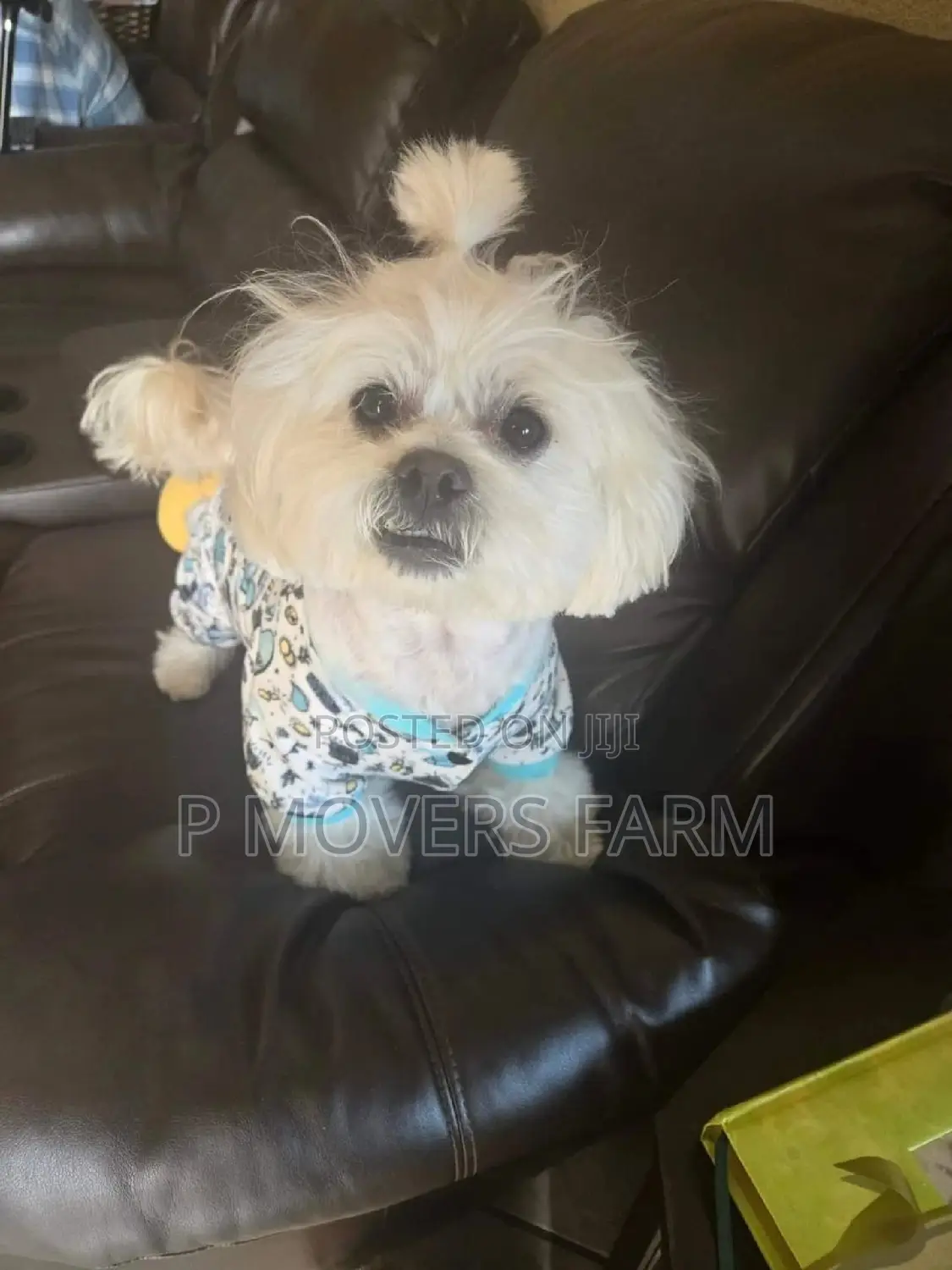 1-3 months Male Purebred Maltese