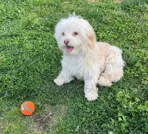 1-3 months Male Purebred Maltese