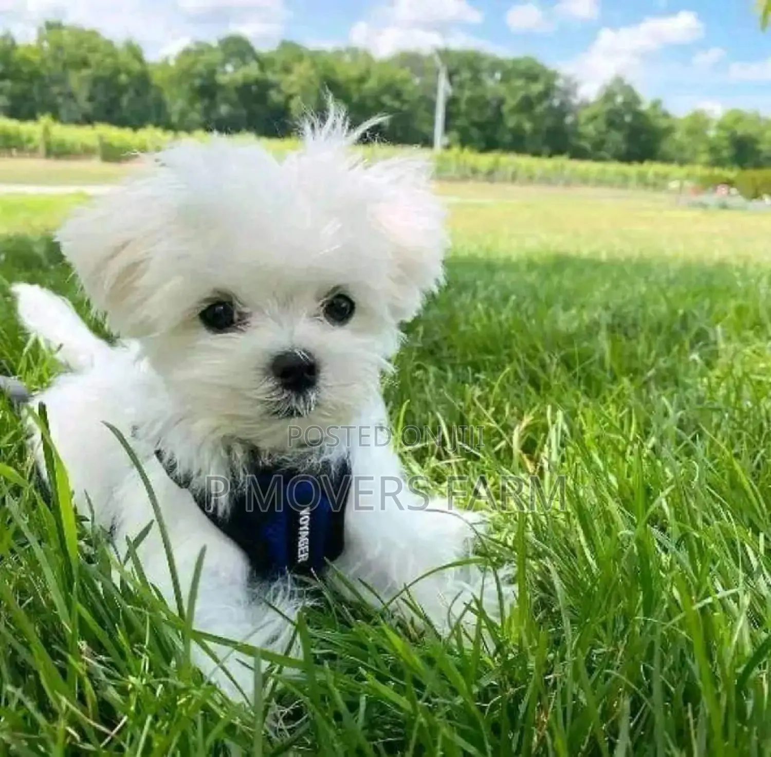 1-3 months Male Purebred Maltese