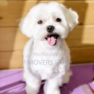 1-3 months Male Purebred Maltese