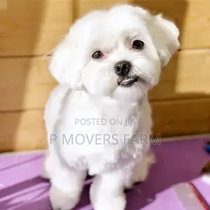 1-3 months Male Purebred Poodle