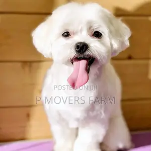 1-3 months Male Purebred Poodle