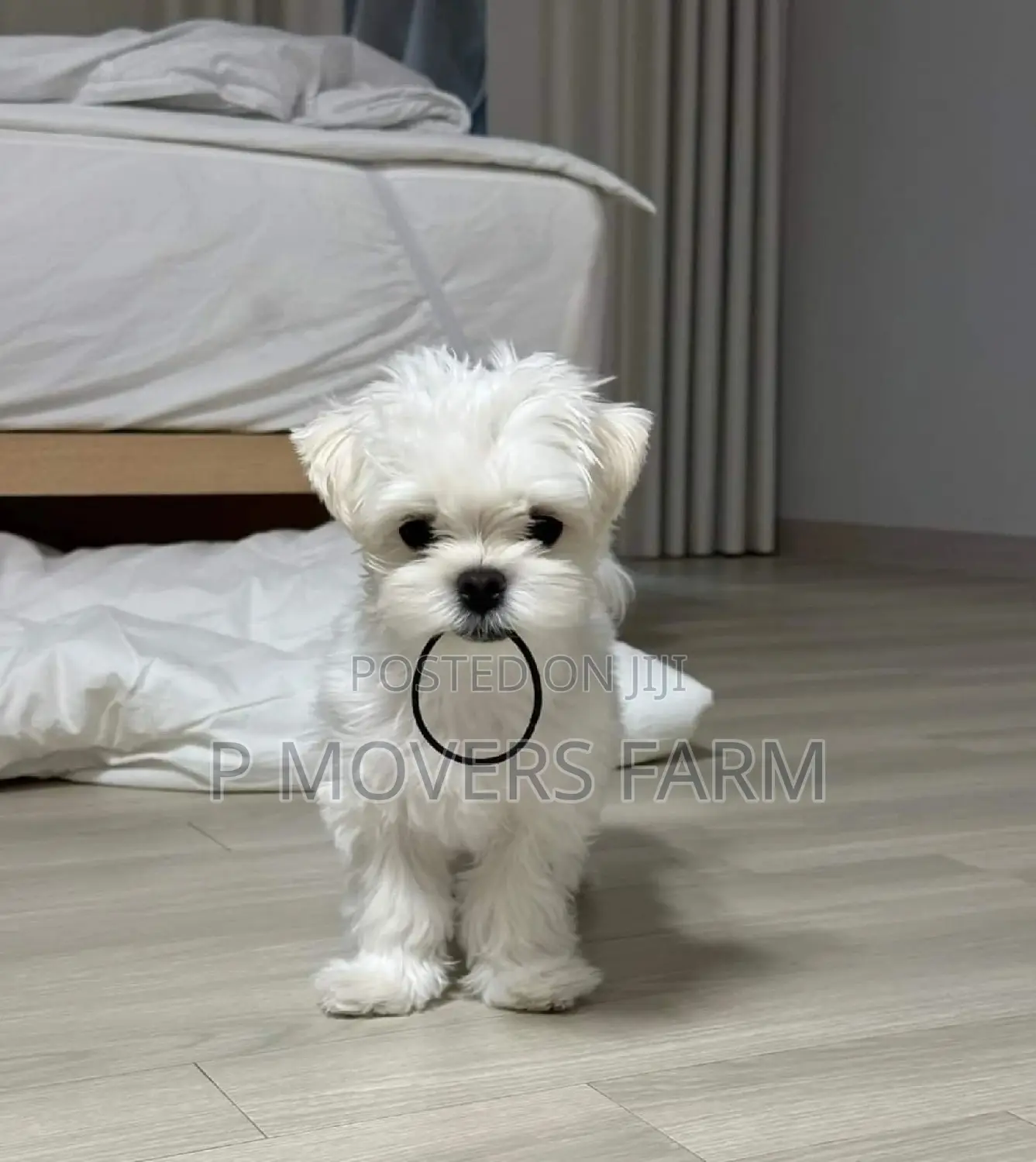 1-3 months Male Purebred Maltese