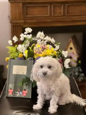 1-3 months Male Purebred Maltese