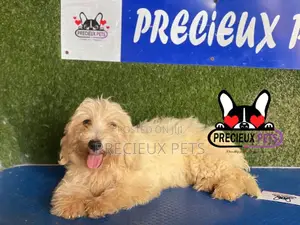 1-3 months Male Mixed Breed Maltipoo