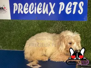 1-3 months Female Mixed Breed Maltipoo