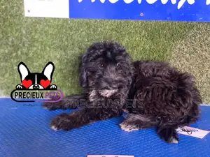 1-3 months Male Mixed Breed Maltipoo