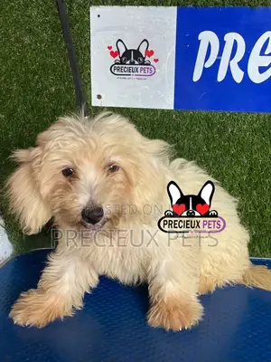 1-3 months Female Mixed Breed Maltipoo