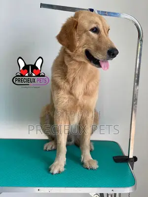 Basic Grooming (Golden Retriever)