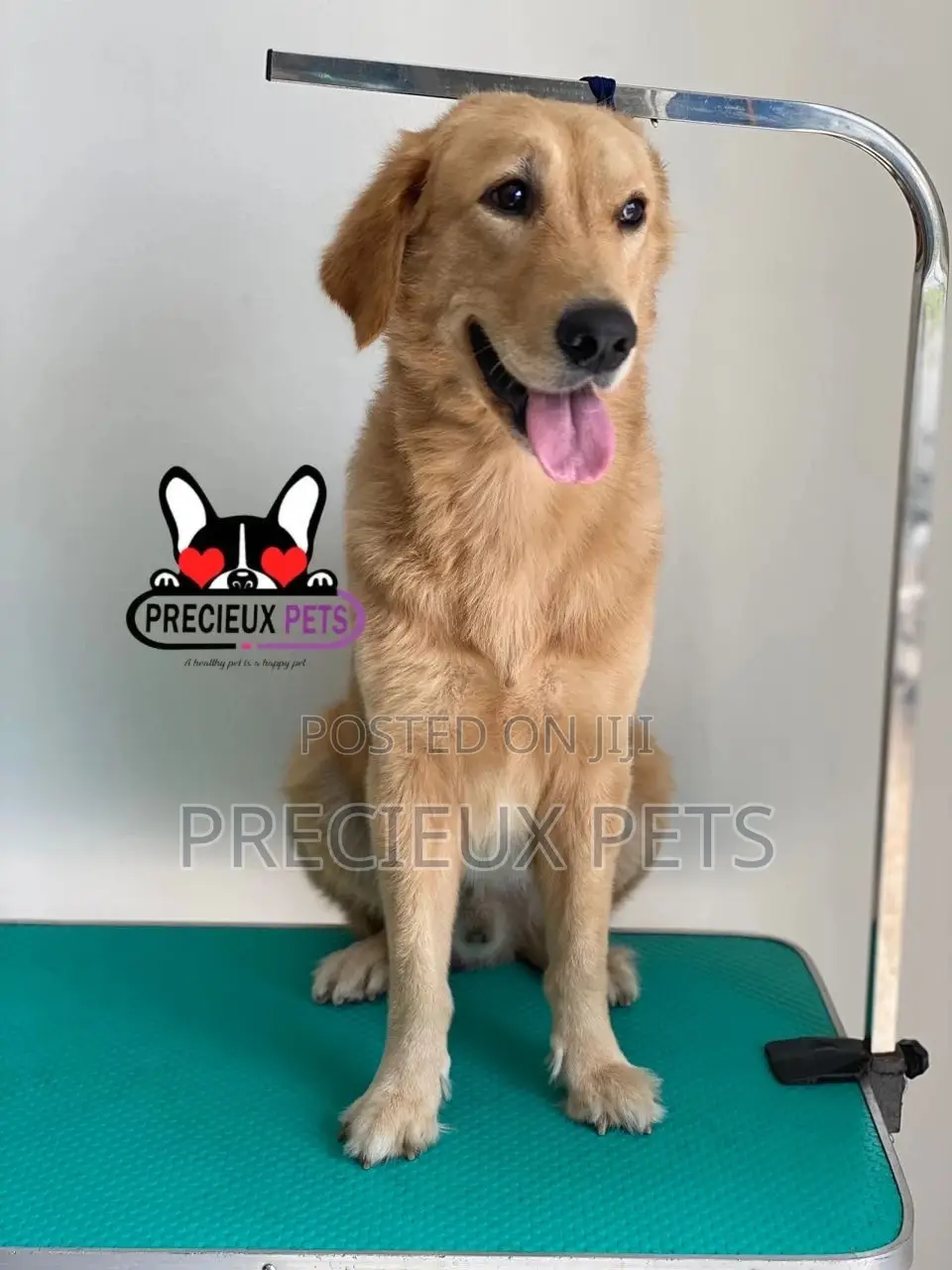 Basic Grooming (Golden Retriever)
