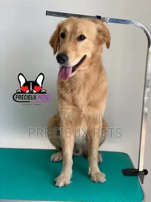 Basic Grooming (Golden Retriever)