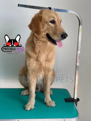 Basic Grooming (Golden Retriever)