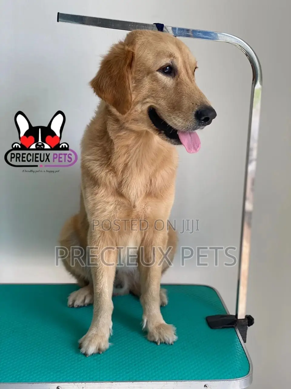 Basic Grooming (Golden Retriever)