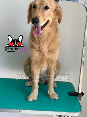 Basic Grooming (Golden Retriever)