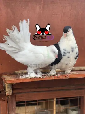 Indian Fantail / Lahore Pigeons for Sale