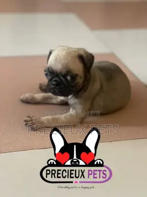 1-3 months Male Purebred Pug