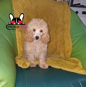 3-6 months Male Purebred Poodle