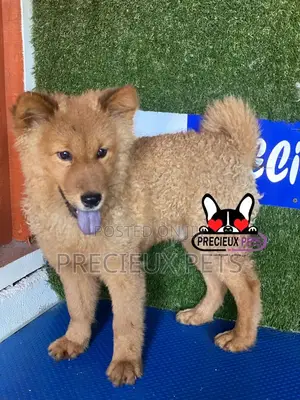 3-6 months Male Purebred Chow Chow