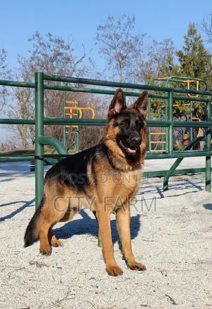 1-3 months Male Purebred German Shepherd