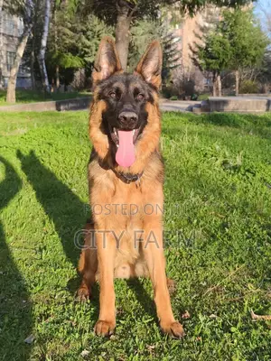 1-3 months Male Purebred German Shepherd