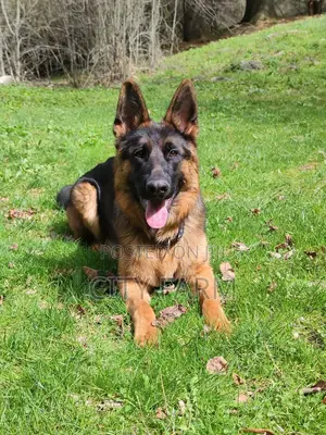 1-3 months Male Purebred German Shepherd