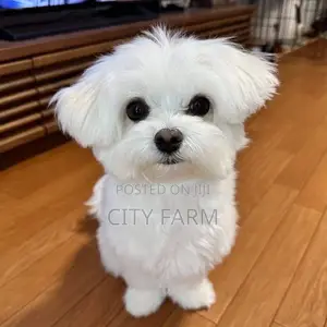 1-3 months Male Purebred Maltese