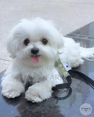 1-3 months Male Purebred Maltese