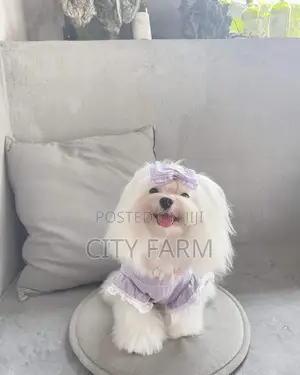 1-3 months Male Purebred Poodle